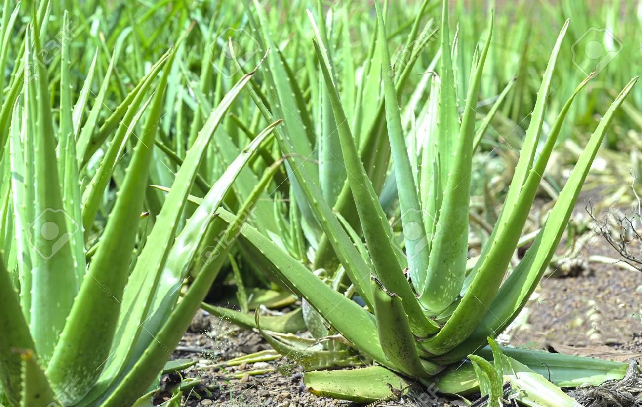 aloe vera gel