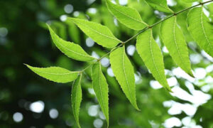 Neem leaves